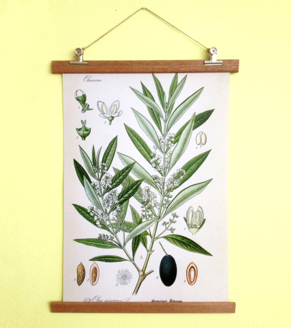 DIN A3 Poster Olive mit Aufhängung