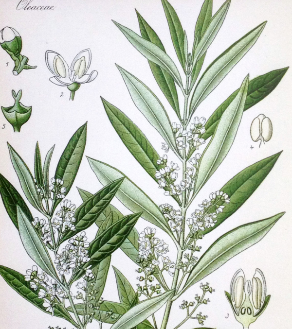 DIN A3 Poster Olive mit Aufhängung – Bild 2