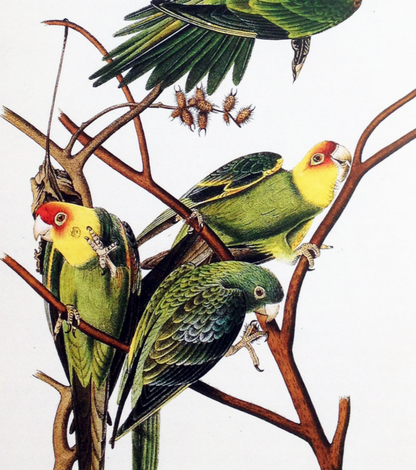 DIN A3 Poster Vögel mit Aufhängung – Bild 2