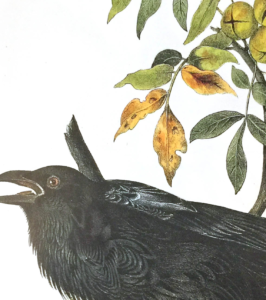 DIN A3 Poster Raven with mounting - Image 2