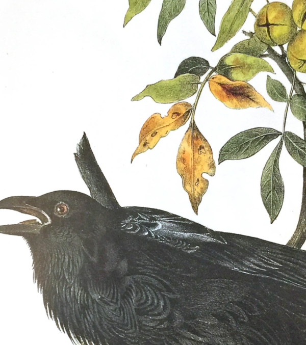 DIN A3 Poster Rabe mit Aufhängung – Bild 2