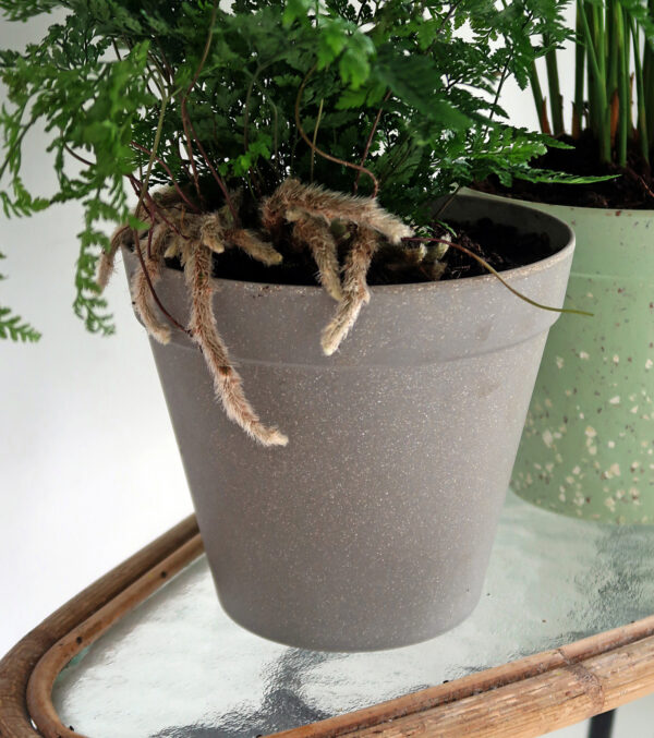 Übertopf "Jungle Fever" Ø 19 cm – Bild 2